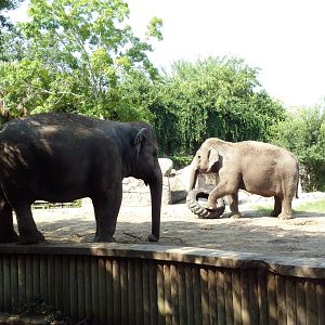 Asian Domain - Elephant Exhibit