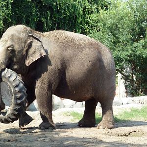 Asian Domain - Elephant