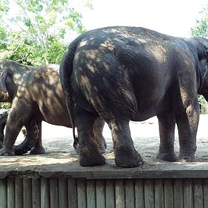 Asian Domain - Elephants