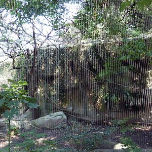 Asian Domain - Milky Stork/Babirusa Exhibit