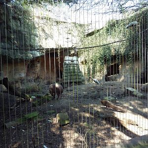 Asian Domain - Milky Stork/Babirusa Exhibit