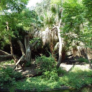 Asian Domain - Sun Bear Exhibit