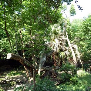 Asian Domain - Sun Bear Exhibit