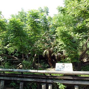 Asian Domain - Sun Bear Exhibit