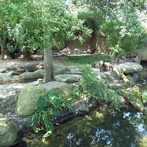 Asian Domain - Babirusa/Small-Clawed Otter Exhibit