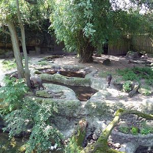 Asian Domain - Babirusa/Small-Clawed Otter Exhibit