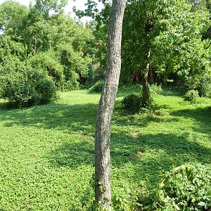 Asian Domain - Red-Crowned Crane Exhibit
