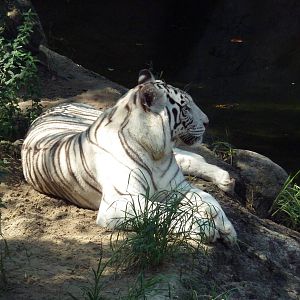Asian Domain - Bengal Tiger