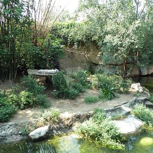 Asian Domain - Bengal Tiger Exhibit