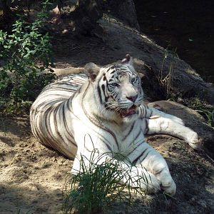 Asian Domain - Bengal Tiger