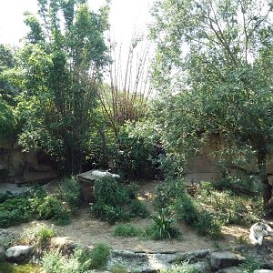 Asian Domain - Bengal Tiger Exhibit