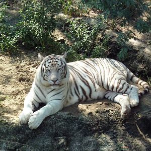 Asian Domain - Bengal Tiger