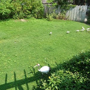 Asian Domain - Red-Crowned Crane Exhibit