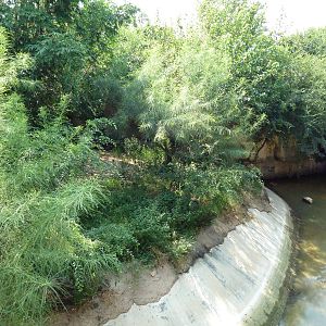 Asian Domain - Lion Exhibit