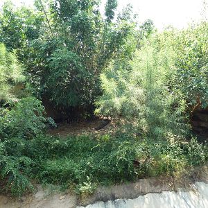 Asian Domain - Lion Exhibit