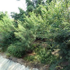 Asian Domain - Lion Exhibit