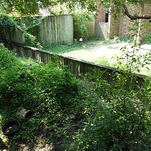 Asian Domain - Burmese Mountain Tortoise Exhibit