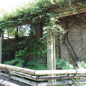 Asian Domain - Great Indian Hornbill Exhibit