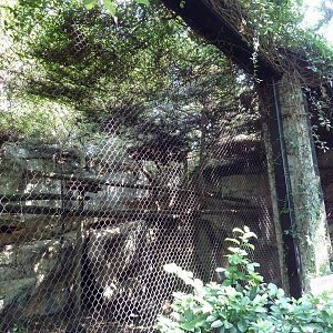 Asian Domain - Amur Leopard Exhibit