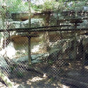 Asian Domain - Amur Leopard Exhibit