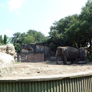 Asian Domain - Elephant Exhibit