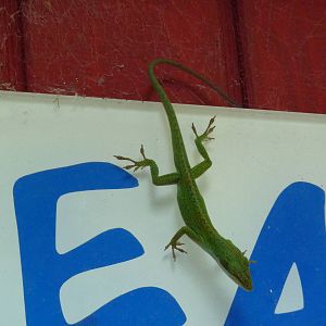 Discovery Walk - Wild Lizard