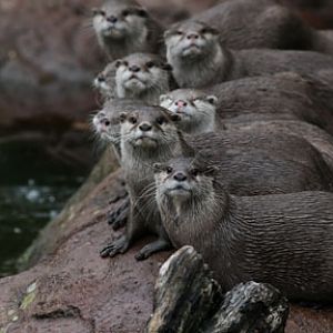 otter lineup