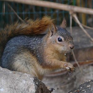 Persian squirrel / Sciurus anomalus