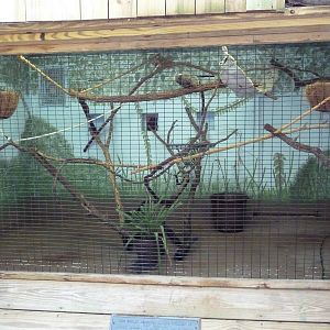 World Of Primates - Common Marmoset Exhibit
