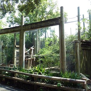 World Of Primates - Talapoin Monkey Exhibit
