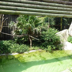World Of Primates - Diana Monkey/Lesser Spot-Nosed Guenon Exhibit