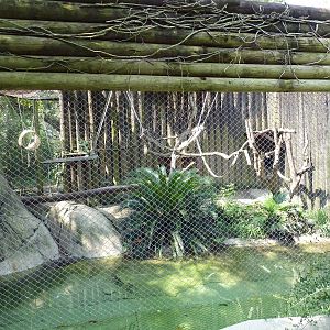 World Of Primates - Eastern Colobus Monkey Exhibit