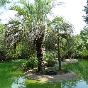 World Of Primates - Siamang Exhibit