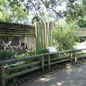 World Of Primates - Eastern Colobus Monkey Exhibit