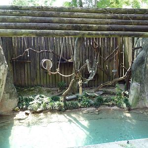 World Of Primates - Black Howler Monkey Exhibit