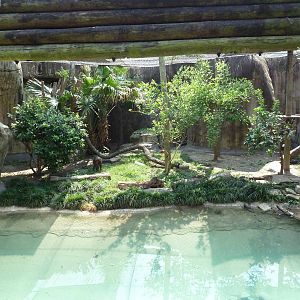 World Of Primates - Drill Exhibit