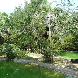 World Of Primates - Siamang Exhibit