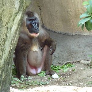 World Of Primates - Drill