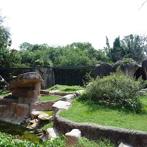 World Of Primates - Gorilla Exhibit