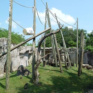 World Of Primates - Sumatran Orangutan Exhibit