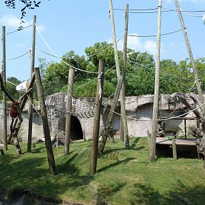 World Of Primates - Sumatran Orangutan Exhibit