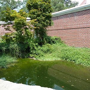 Reptile Encounter - False Gharial Exhibit