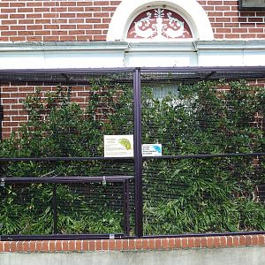 Reptile Encounter - Panther Chameleon Exhibit