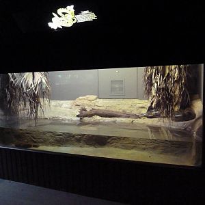 Reptile Encounter - Green Anaconda Exhibit