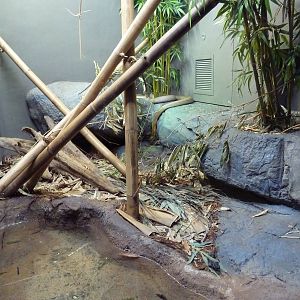 Reptile Encounter - King Cobra Exhibit
