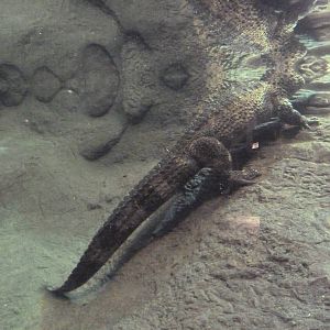 Reptile Encounter - Chinese Alligator