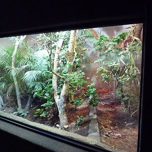 Reptile Encounter - Mixed-Species Exhibit (3 Species)