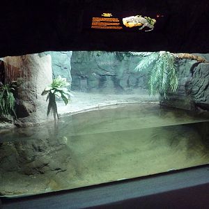 Reptile Encounter - Chinese Alligator Exhibit