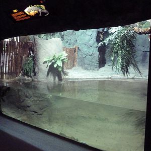 Reptile Encounter - Chinese Alligator Exhibit