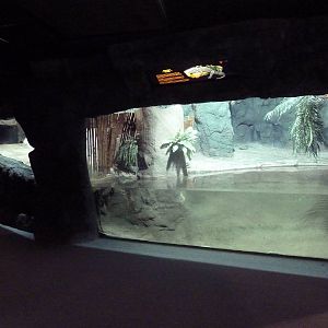 Reptile Encounter - Chinese Alligator Exhibit